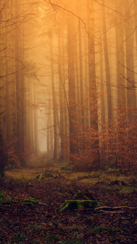 Landscape from dreamy forest wallpaper 480x854