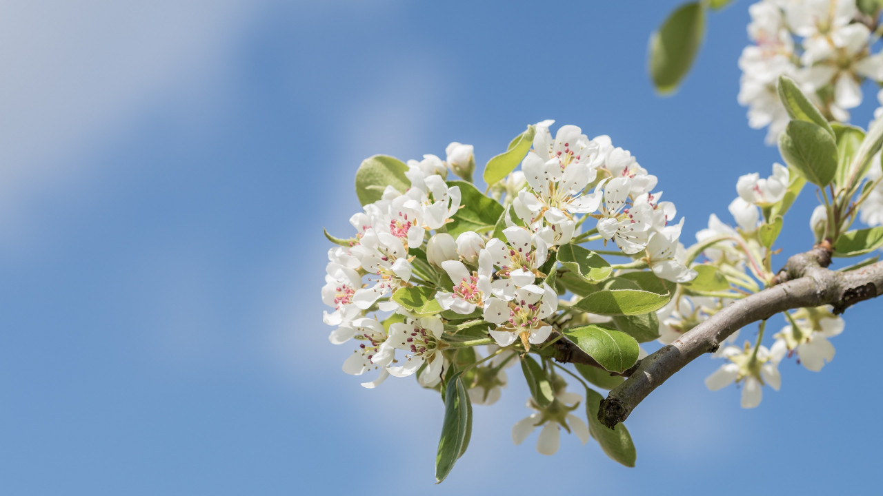 Spring flowers in the green tree wallpaper 1280x720