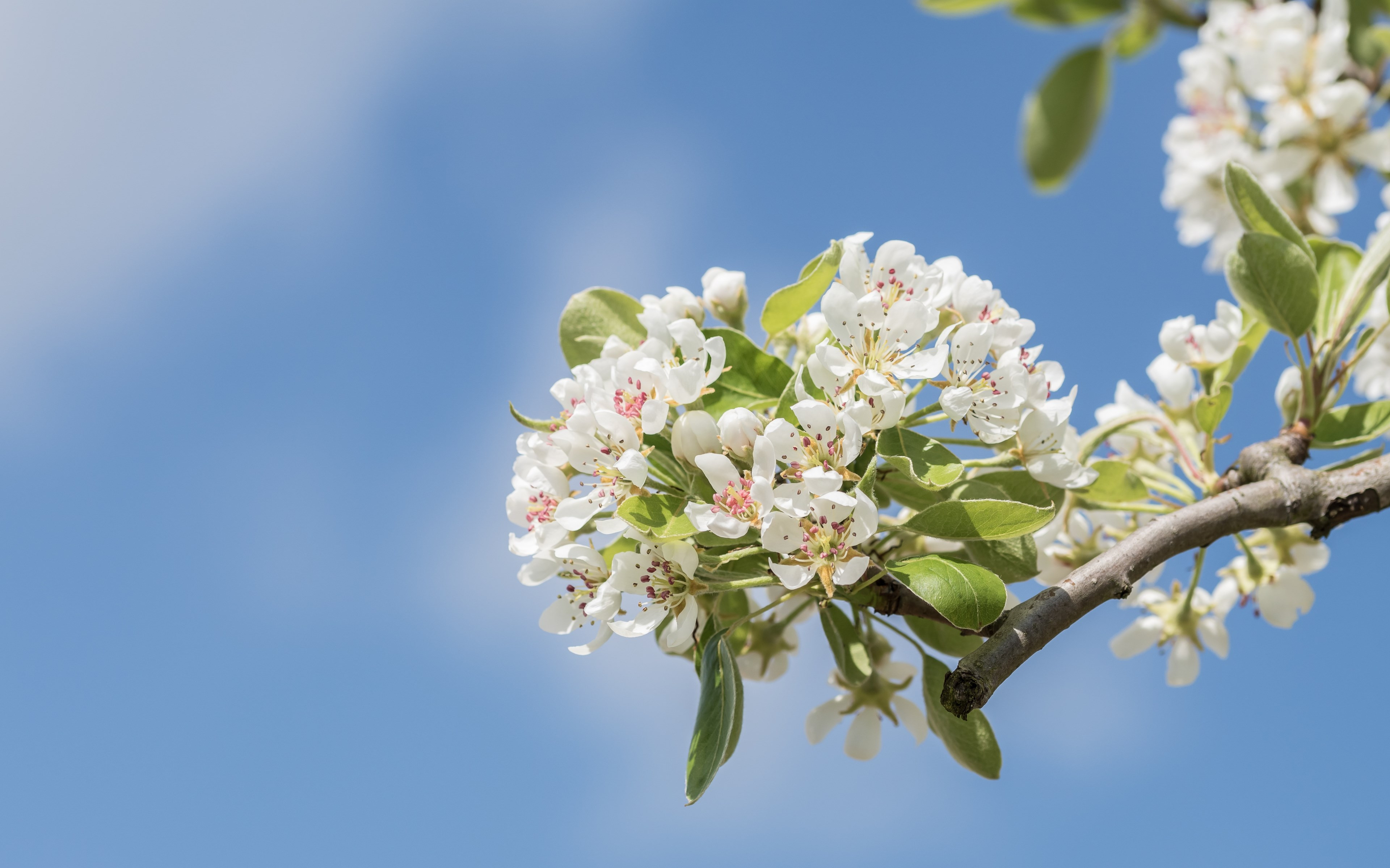 Spring flowers in the green tree wallpaper 3840x2400