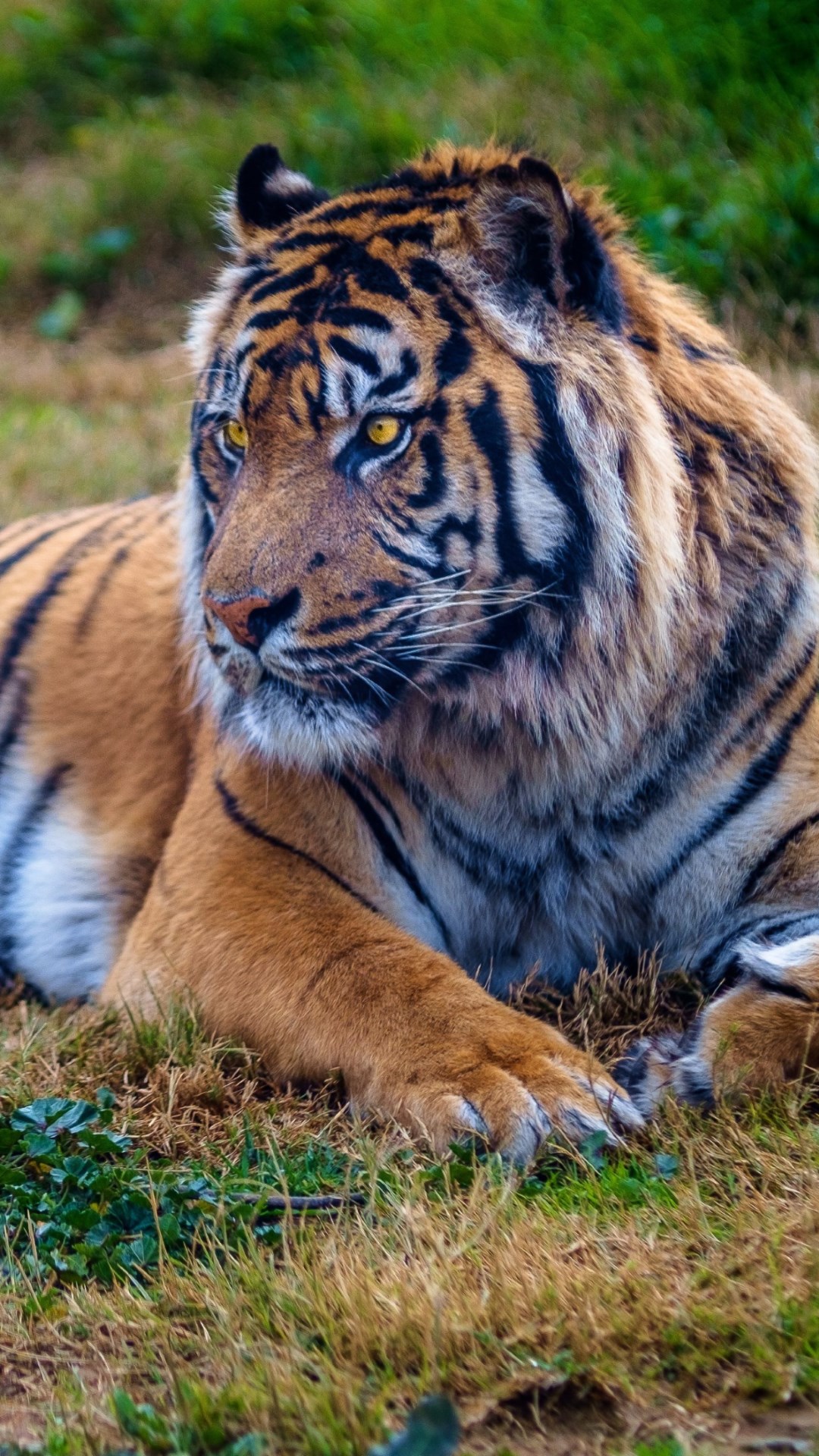 Beautiful big tiger wallpaper 1080x1920