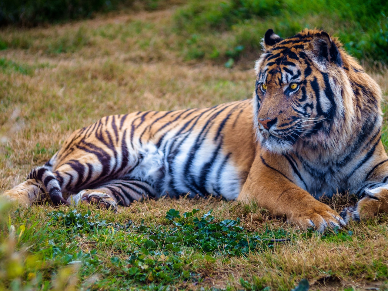 Beautiful big tiger wallpaper 1280x960