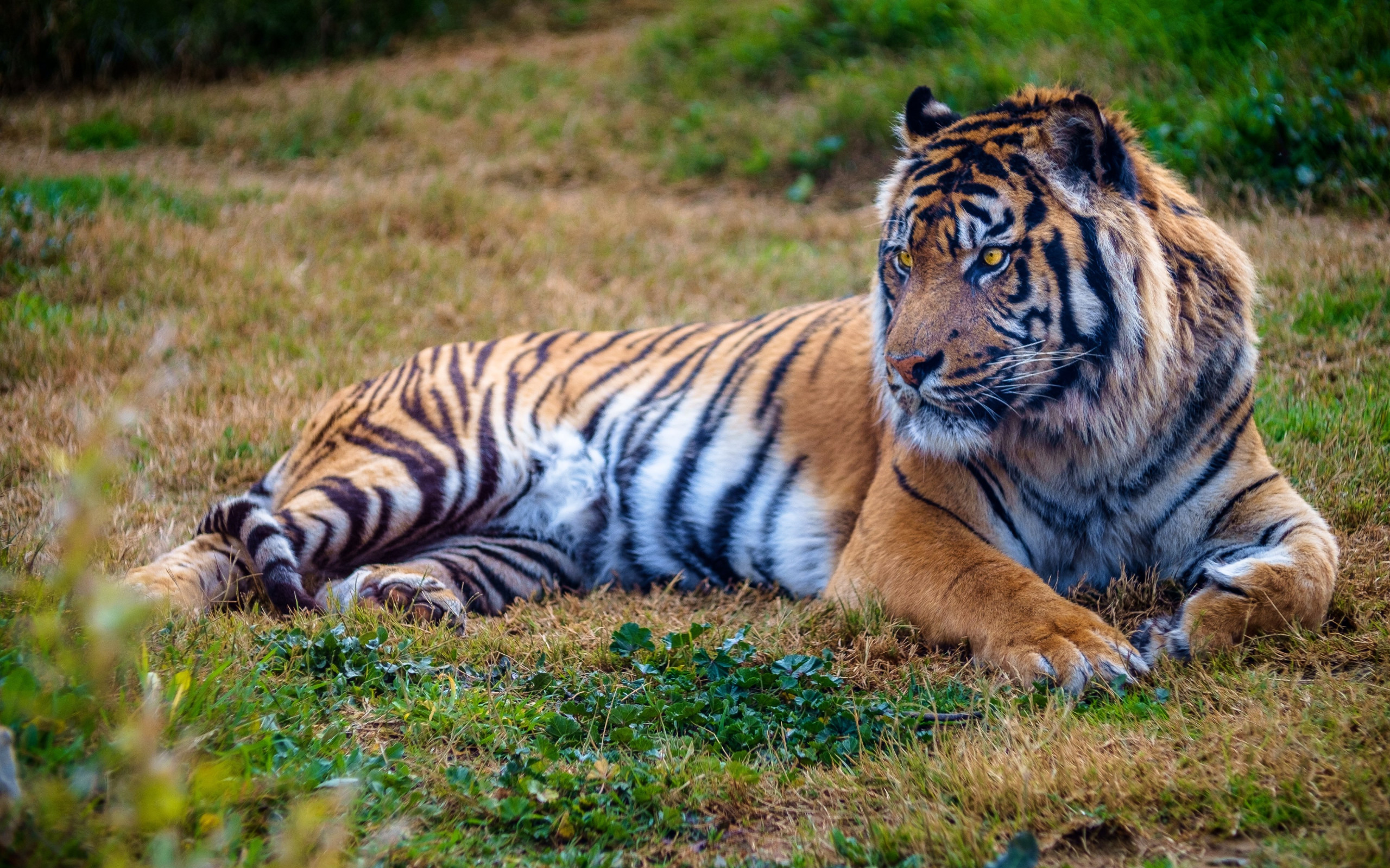 Beautiful big tiger wallpaper 2560x1600