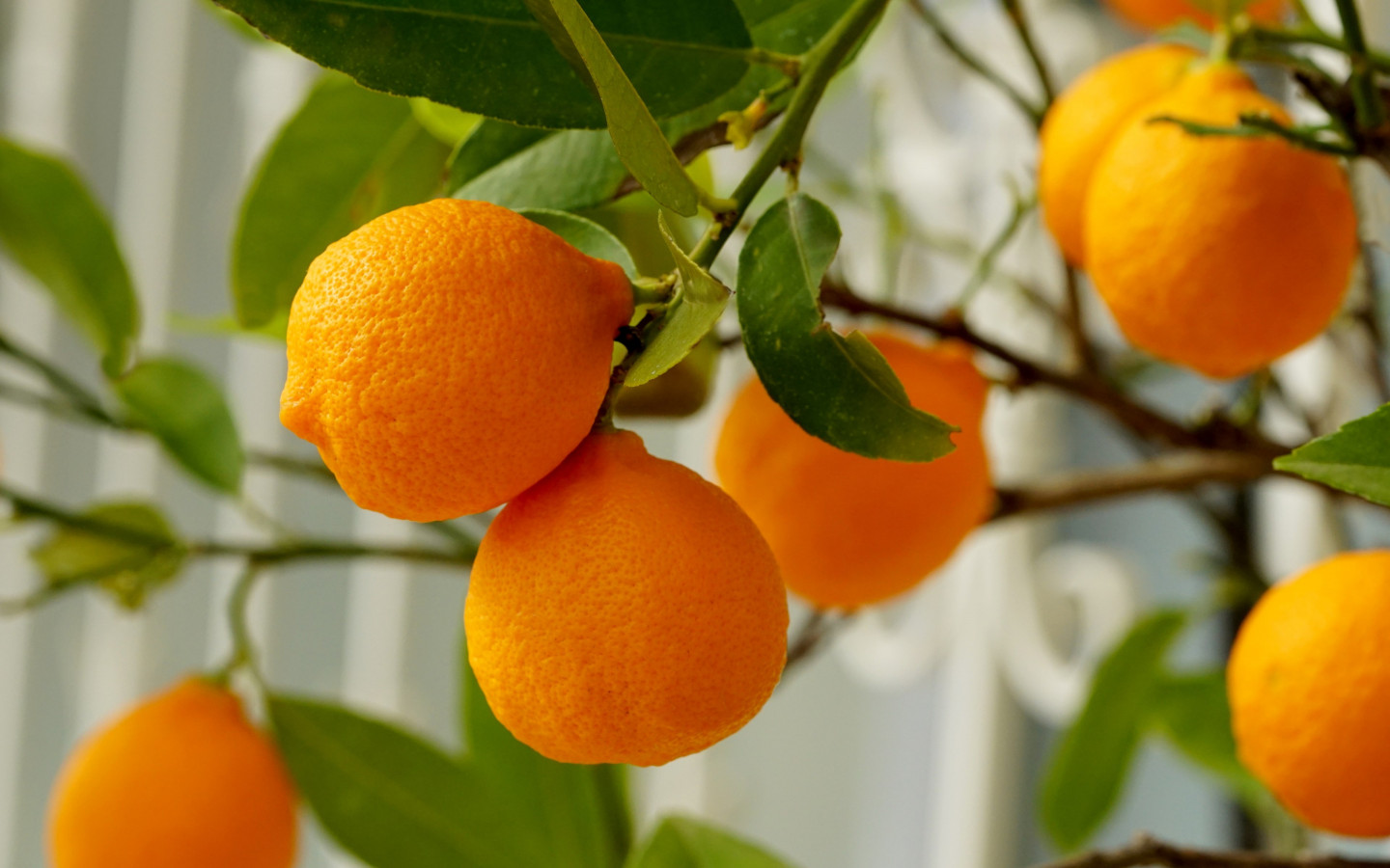 Natural oranges wallpaper 1440x900
