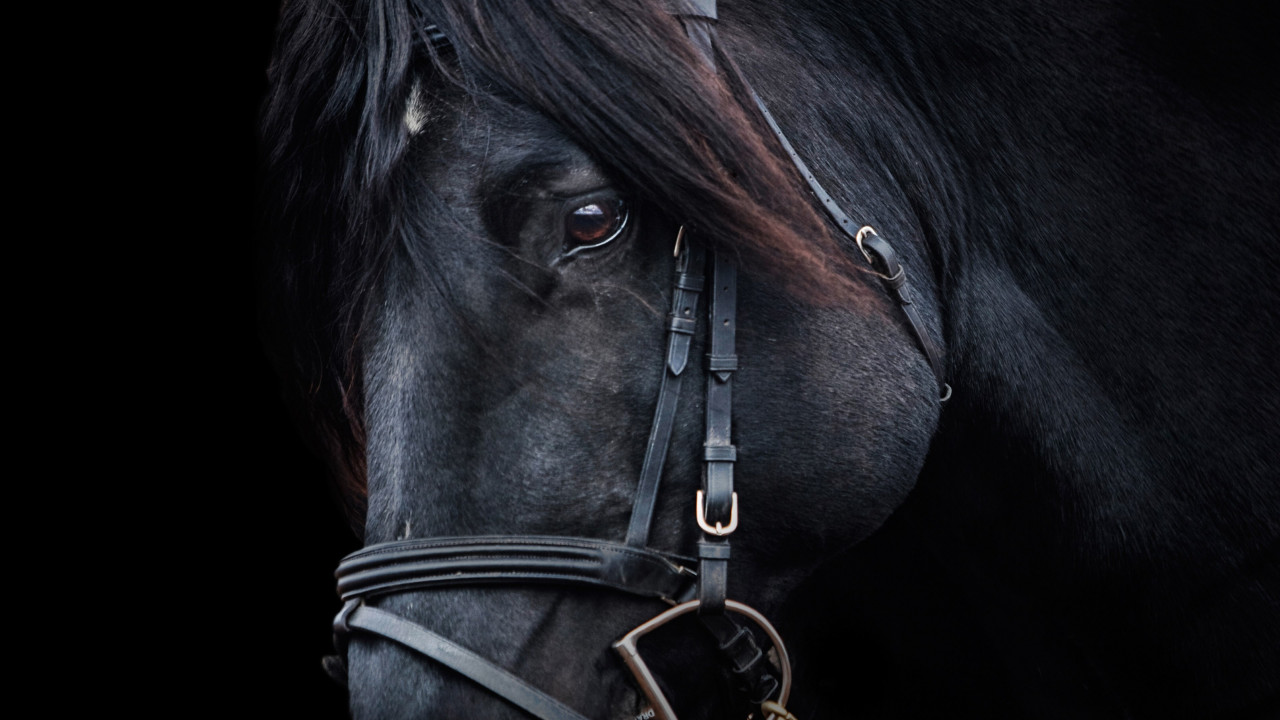 Black horse wallpaper 1280x720