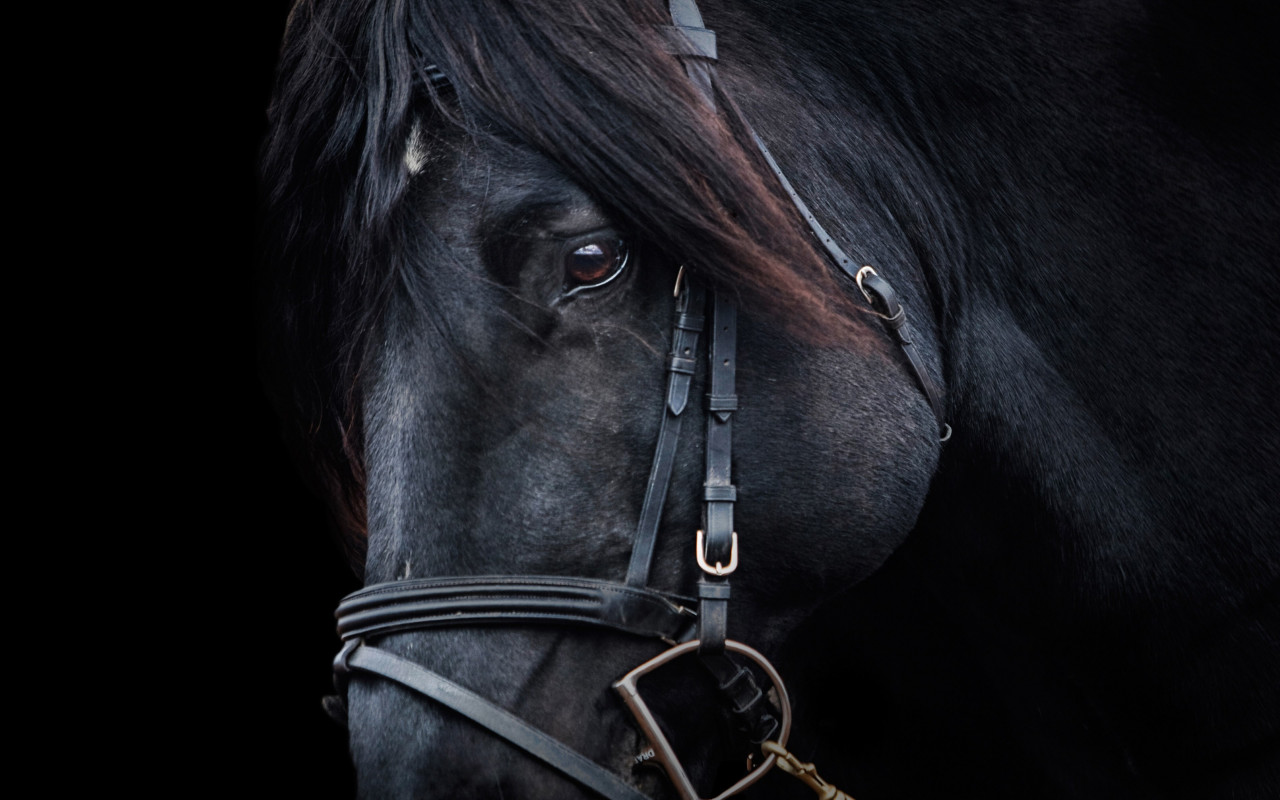Black horse wallpaper 1280x800