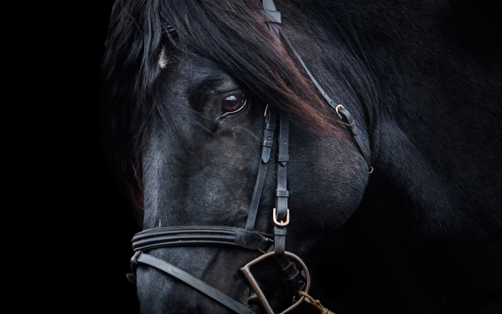 Black horse wallpaper 1680x1050