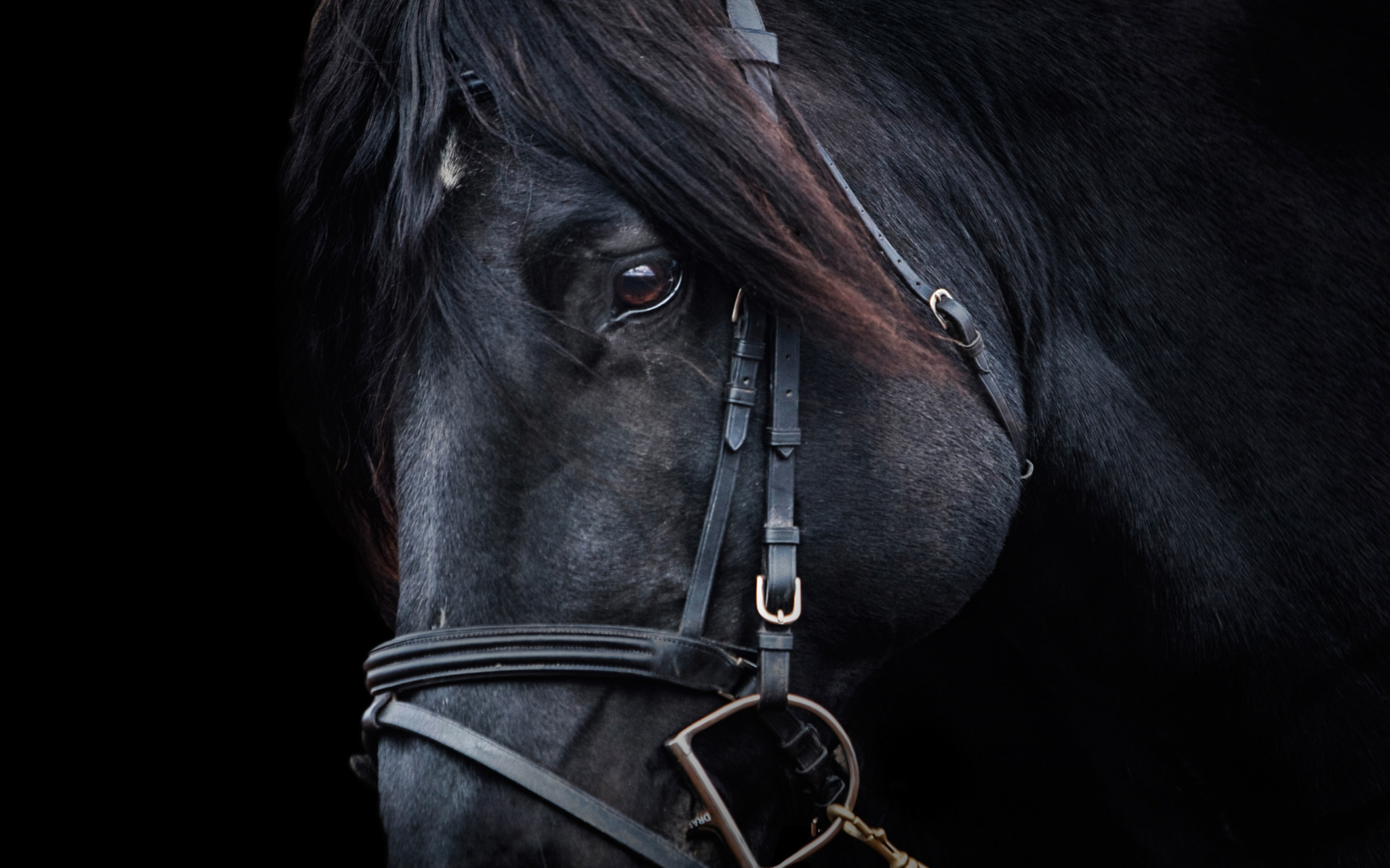 Black horse wallpaper 2880x1800