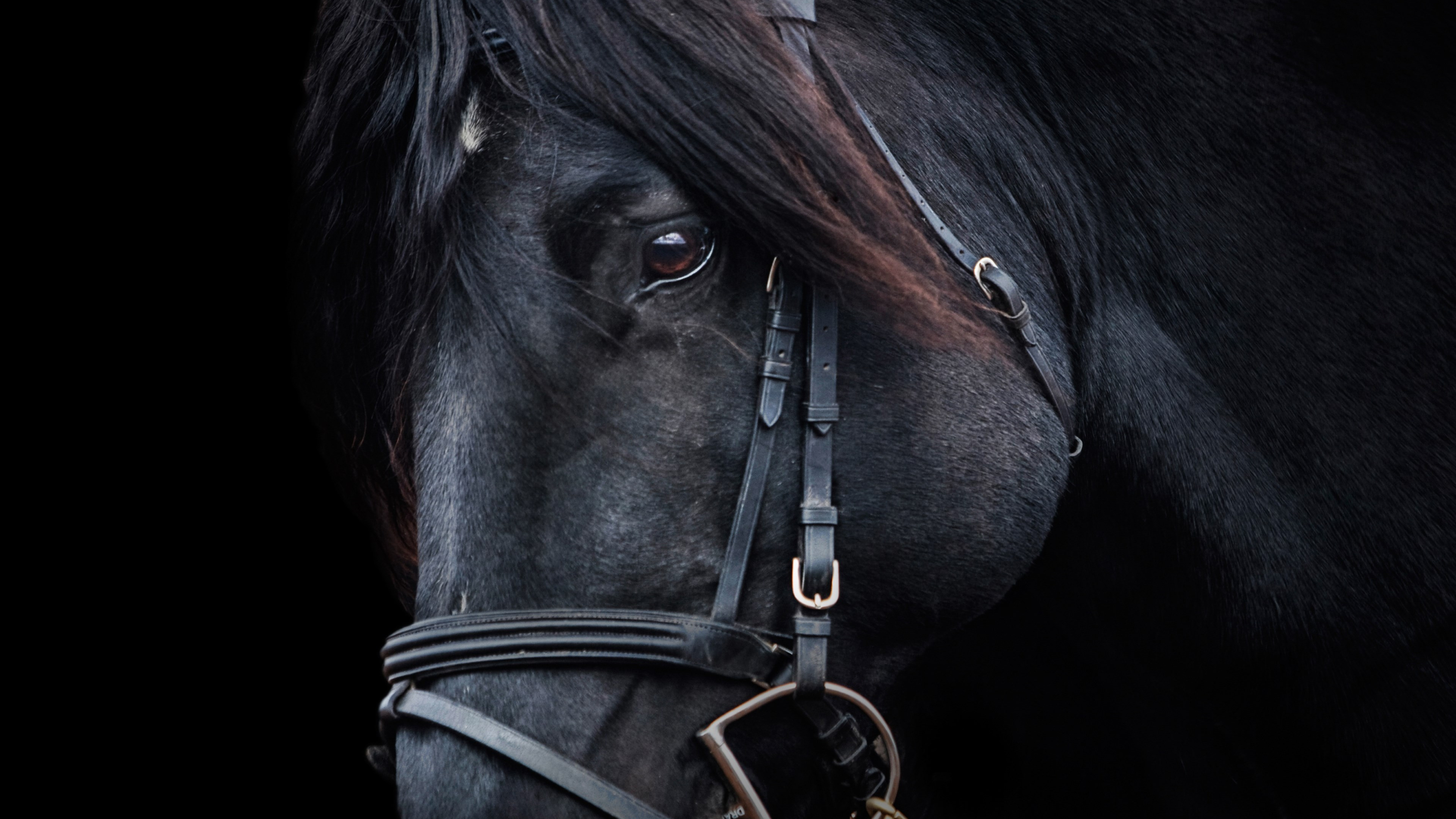 Black horse wallpaper 3840x2160