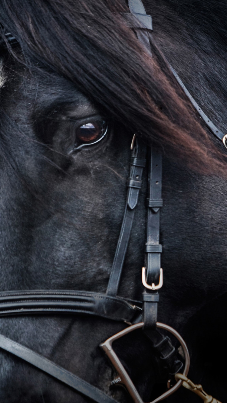 Black horse wallpaper 750x1334