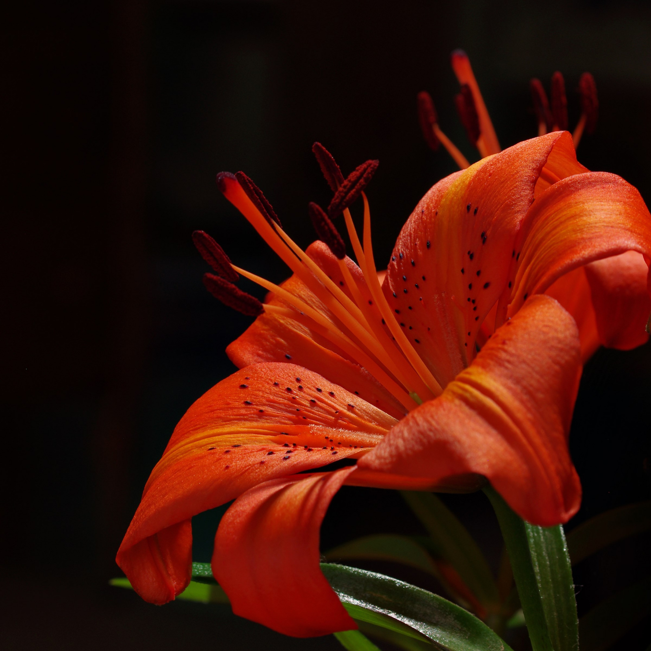 Orange garden lily wallpaper 2224x2224