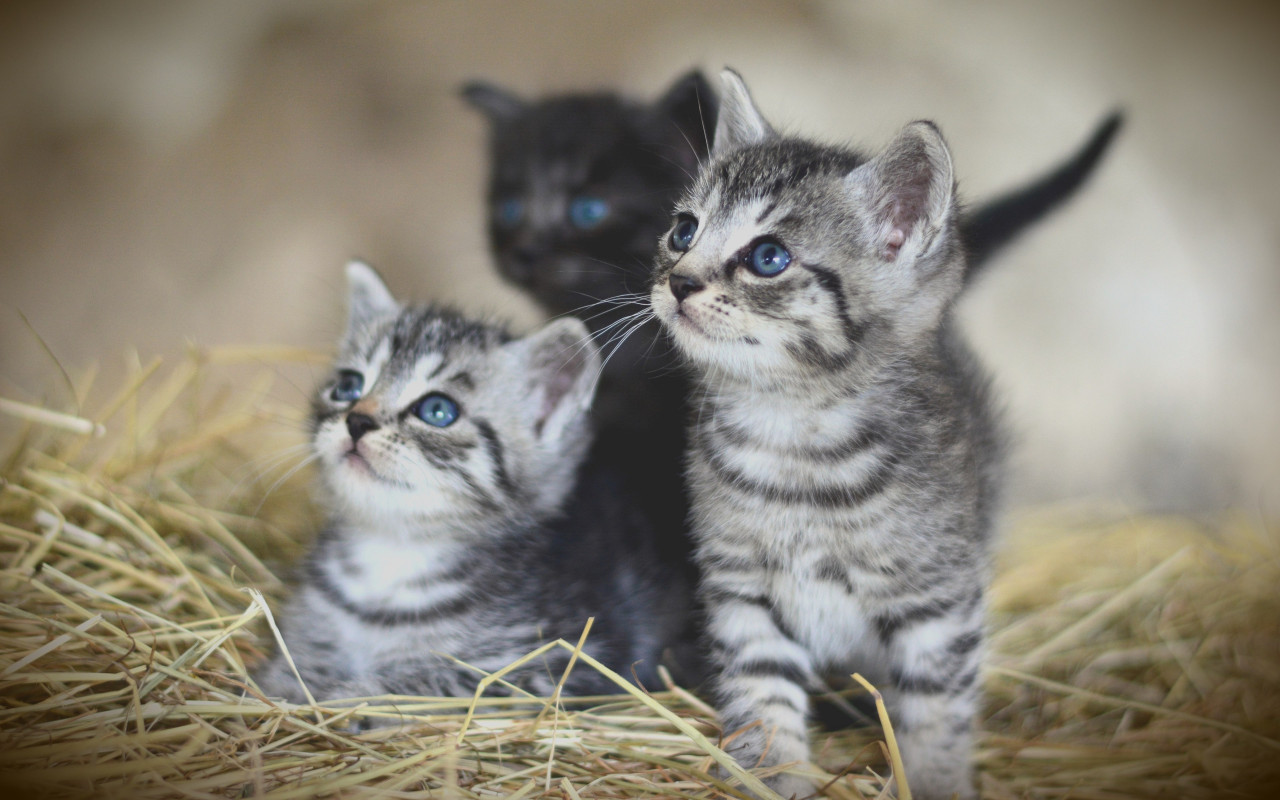 Lovely kittens wallpaper 1280x800