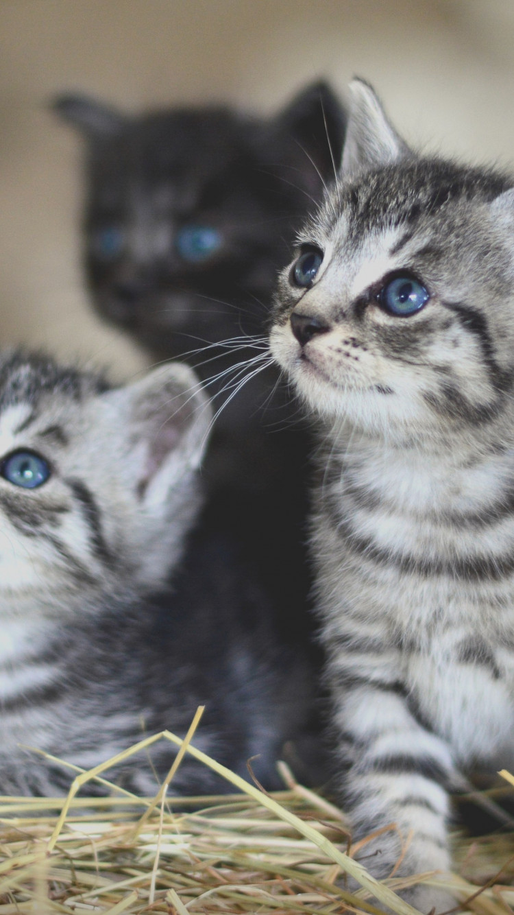 Lovely kittens wallpaper 750x1334