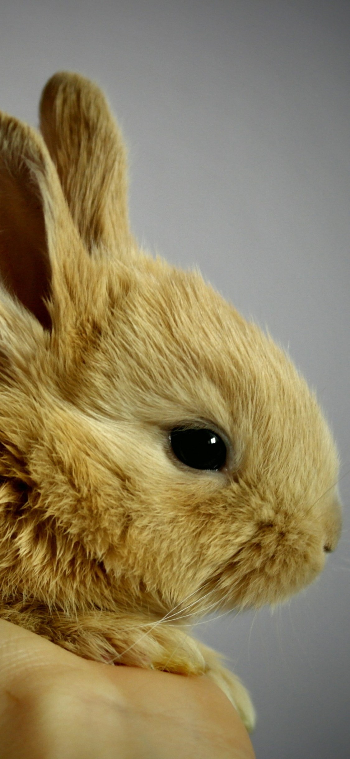 Small rabbit wallpaper 1125x2436