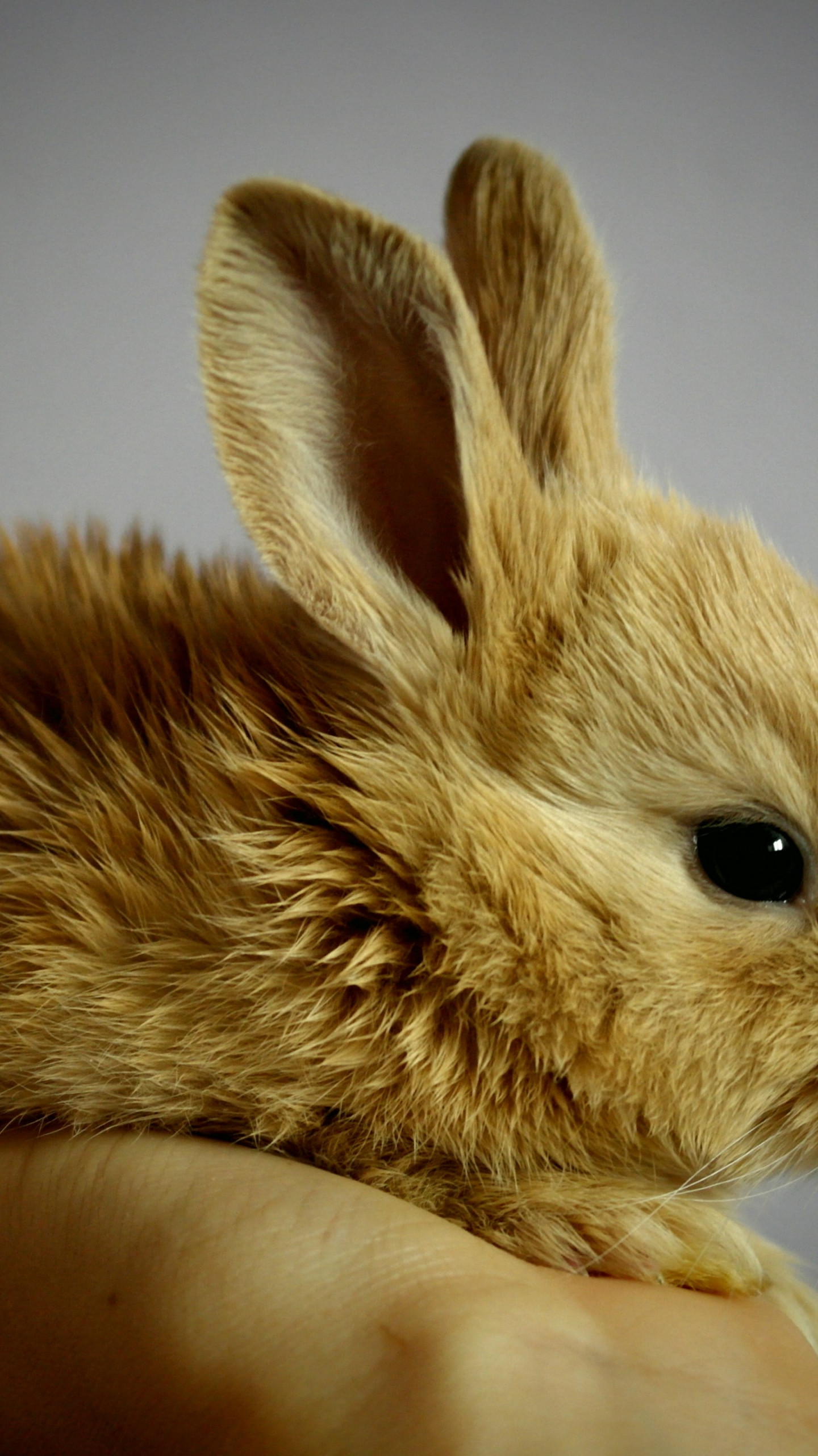 Small rabbit wallpaper 1440x2560