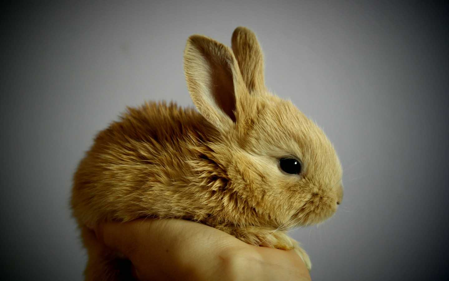 Small rabbit wallpaper 1440x900