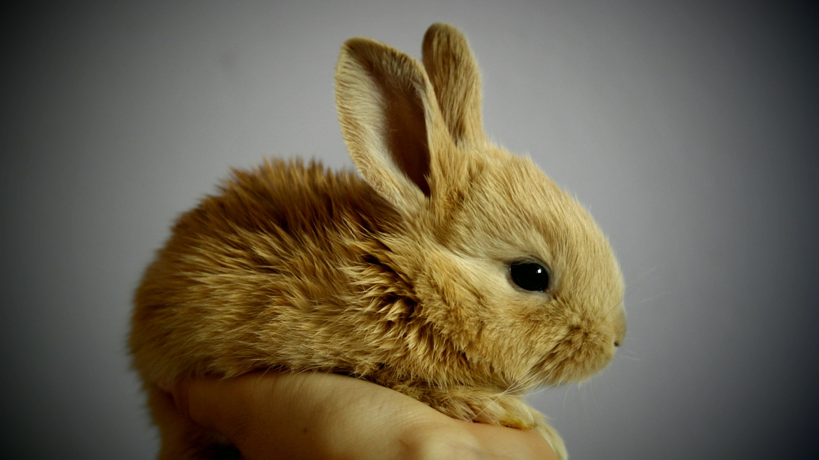 Small rabbit wallpaper 1600x900