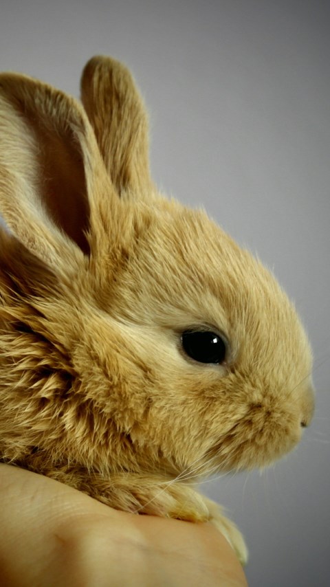Small rabbit wallpaper 480x854