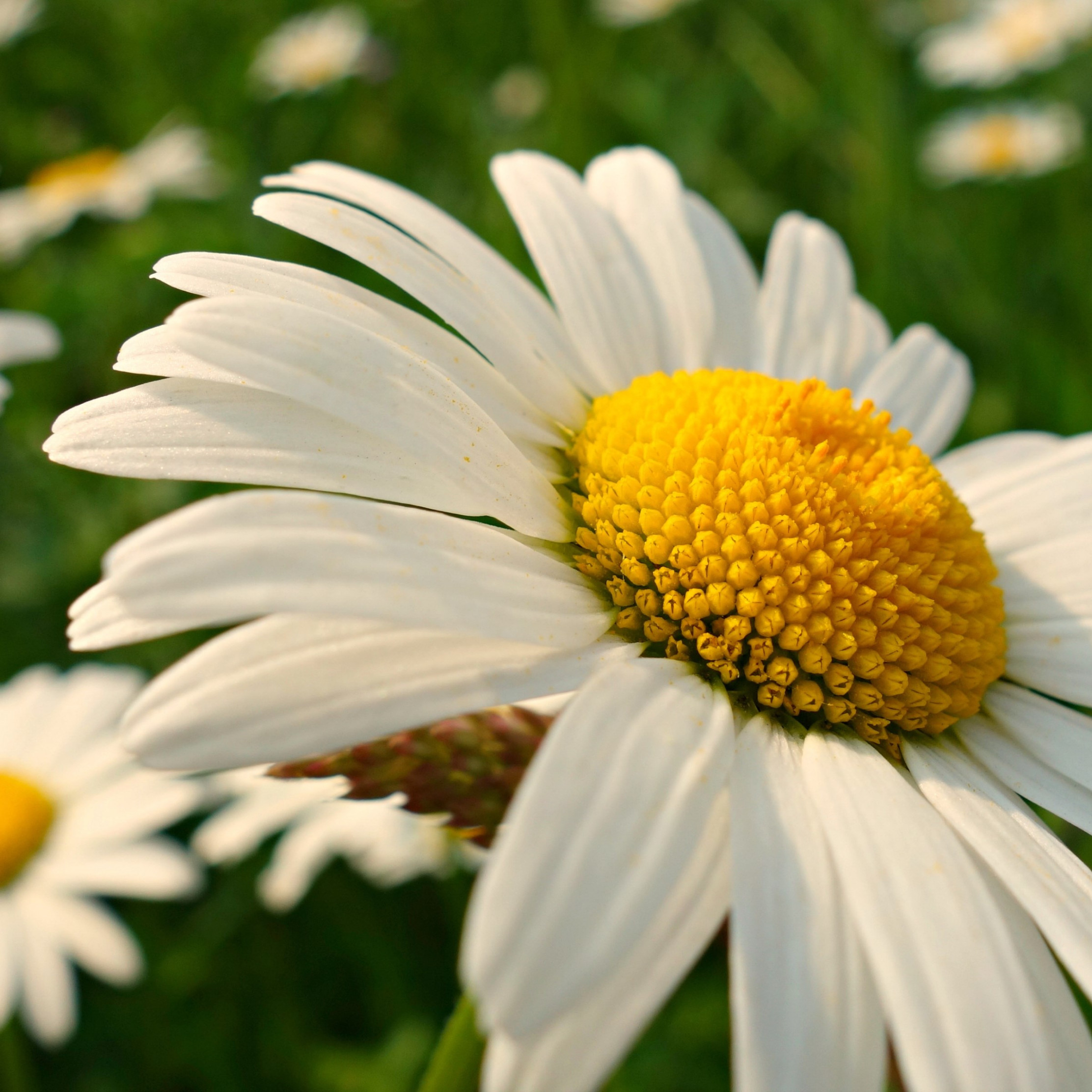 Natural daisy flowers wallpaper 2224x2224