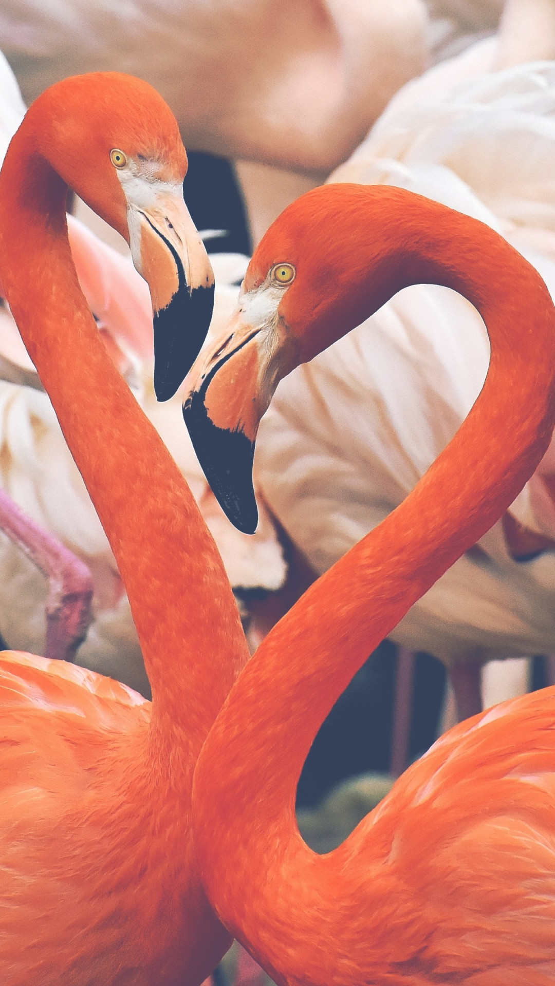 Flamingo birds wallpaper 1080x1920