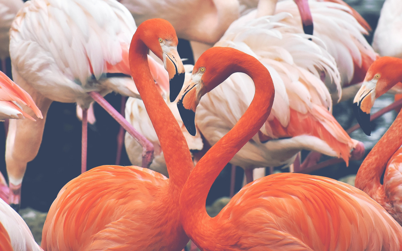 Flamingo birds wallpaper 1280x800