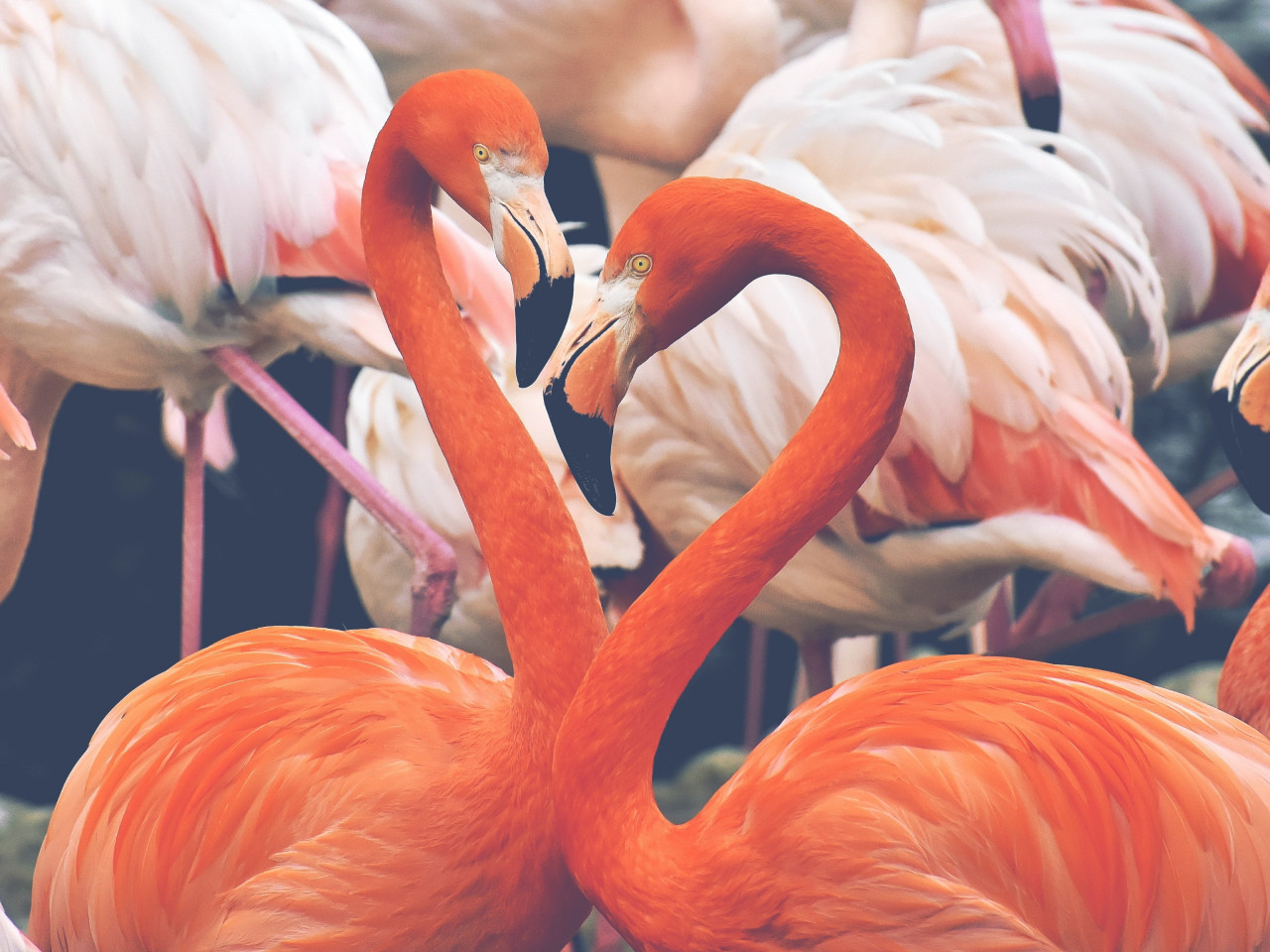 Flamingo birds wallpaper 1280x960