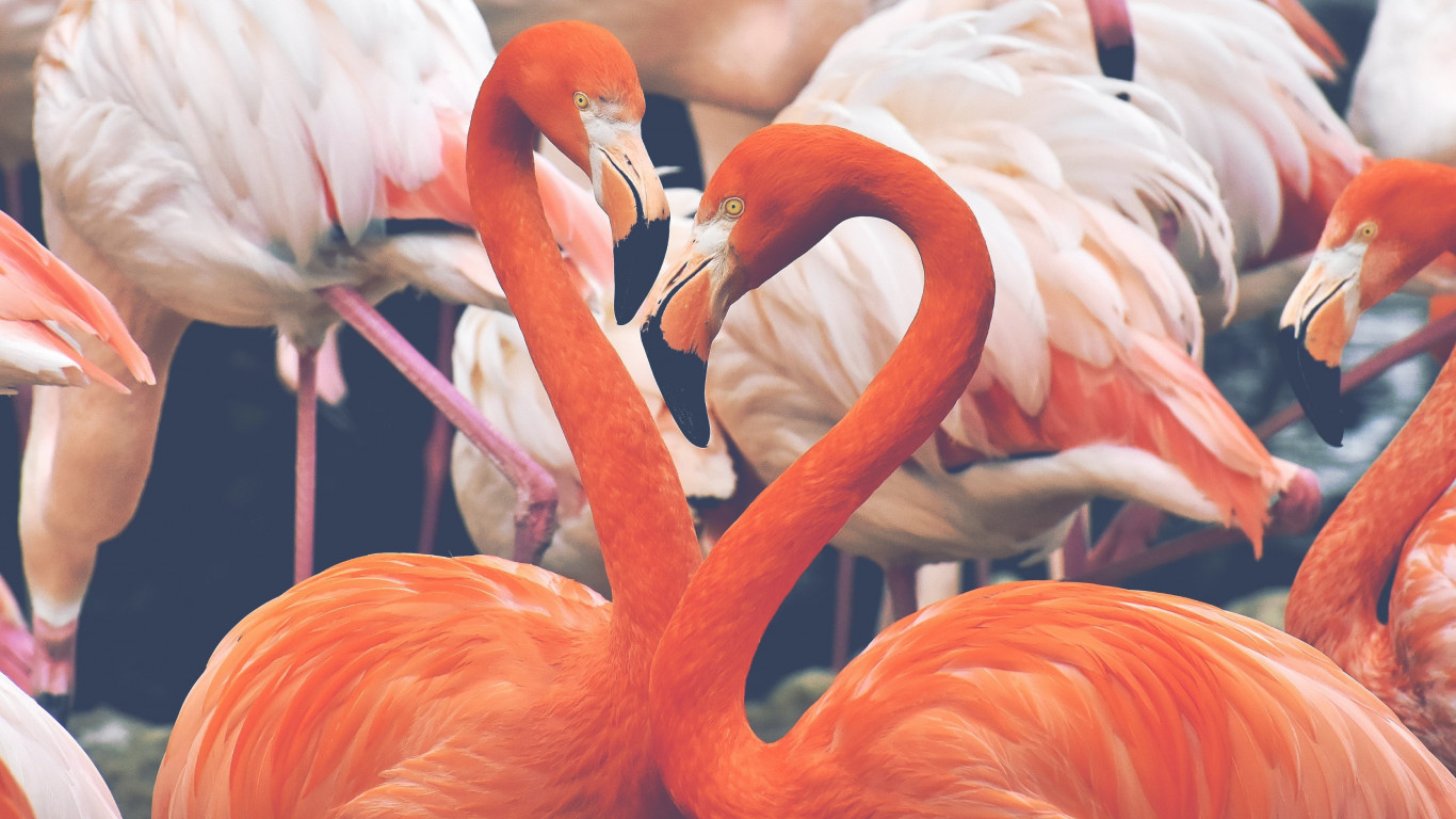 Flamingo birds wallpaper 1366x768