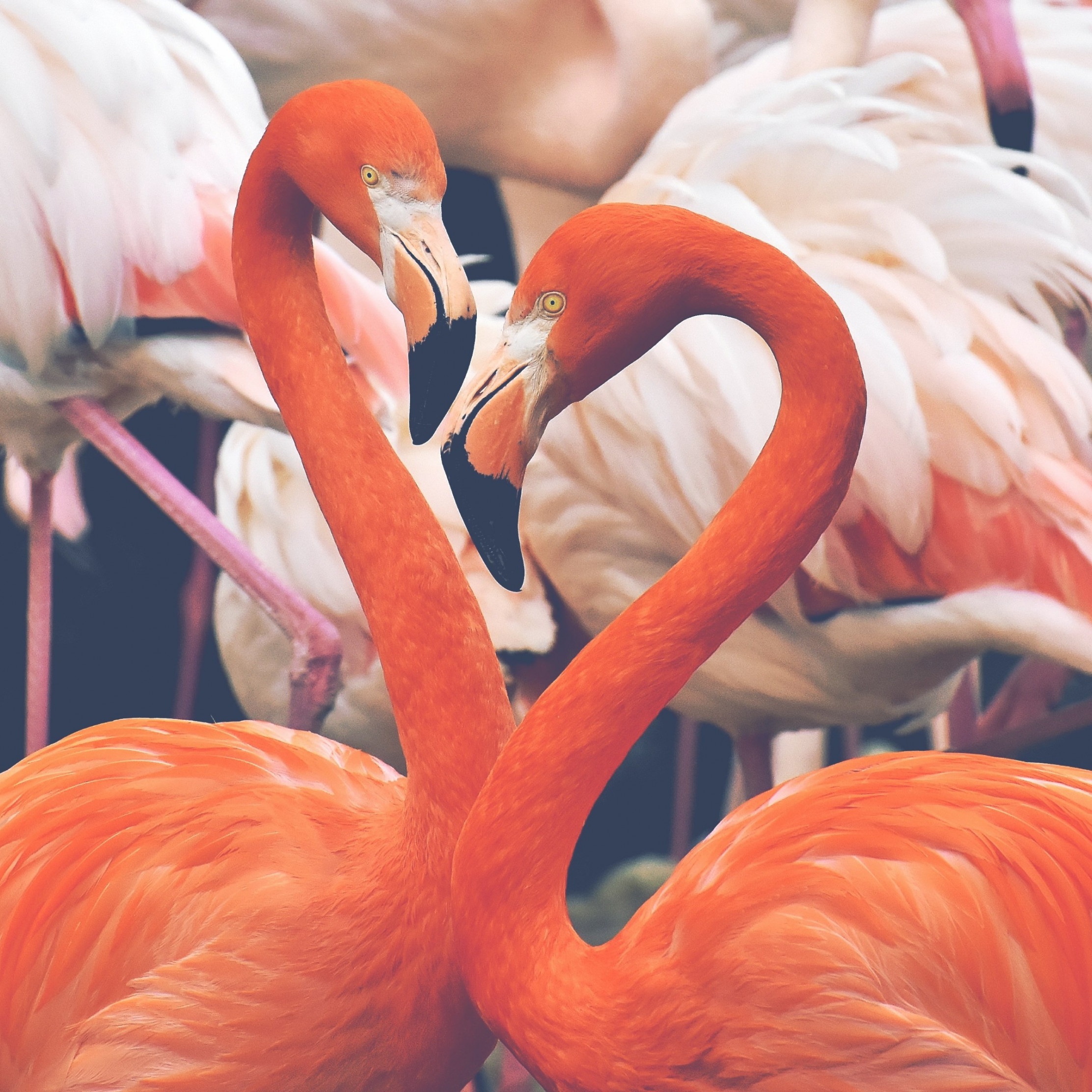 Flamingo birds wallpaper 2224x2224