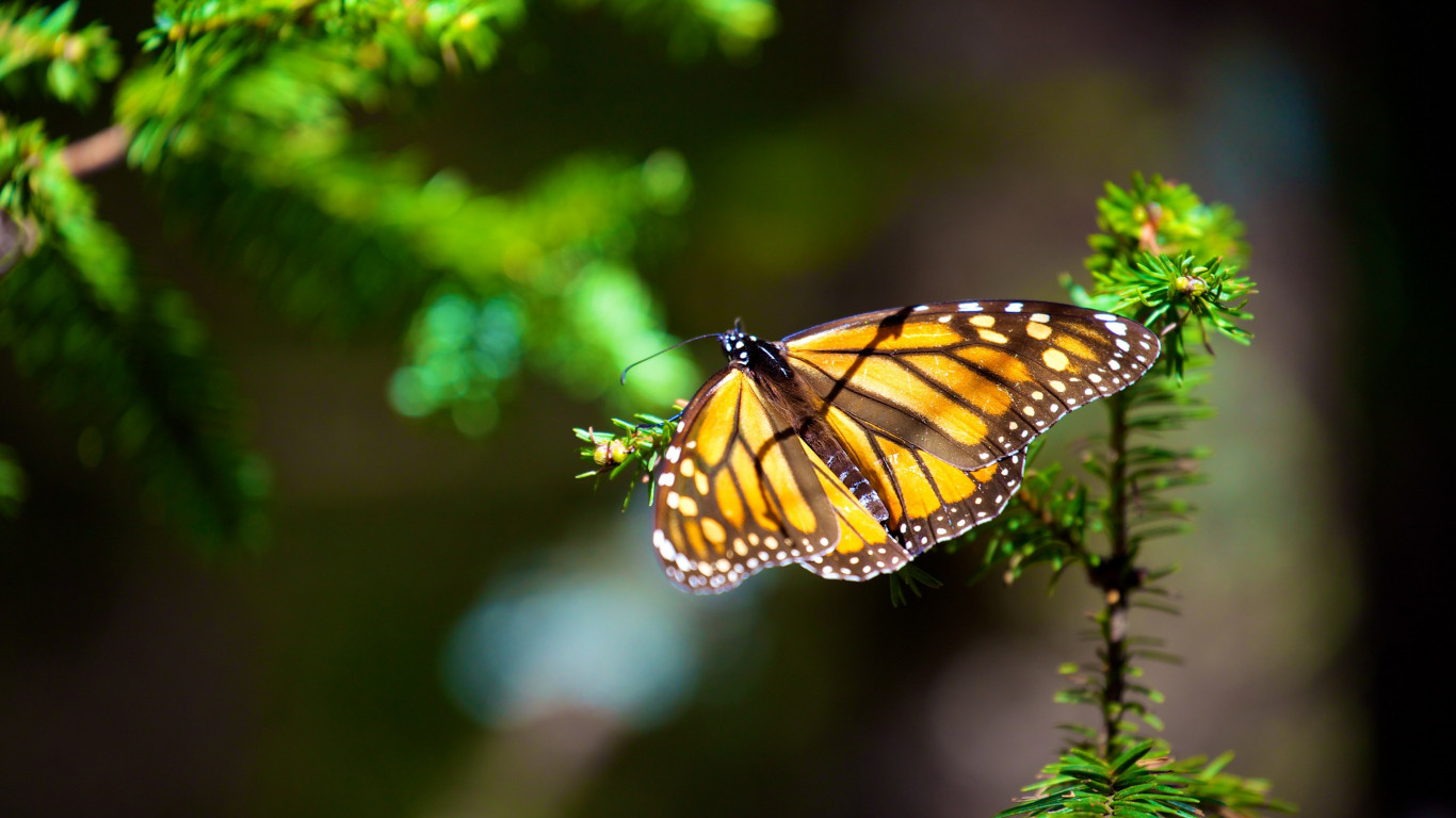Download wallpaper: Monarch butterfly 1366x768