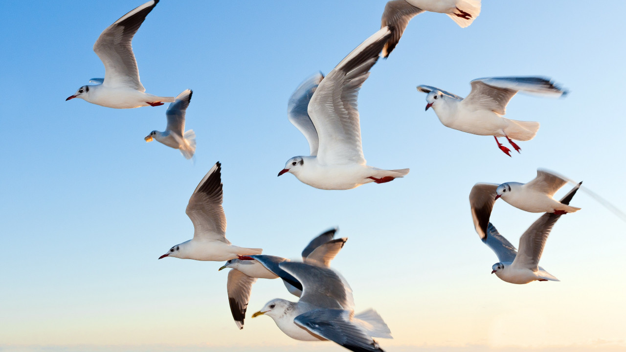 Seagulls wallpaper 1280x720