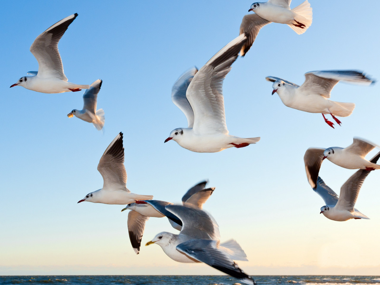 Seagulls wallpaper 1280x960