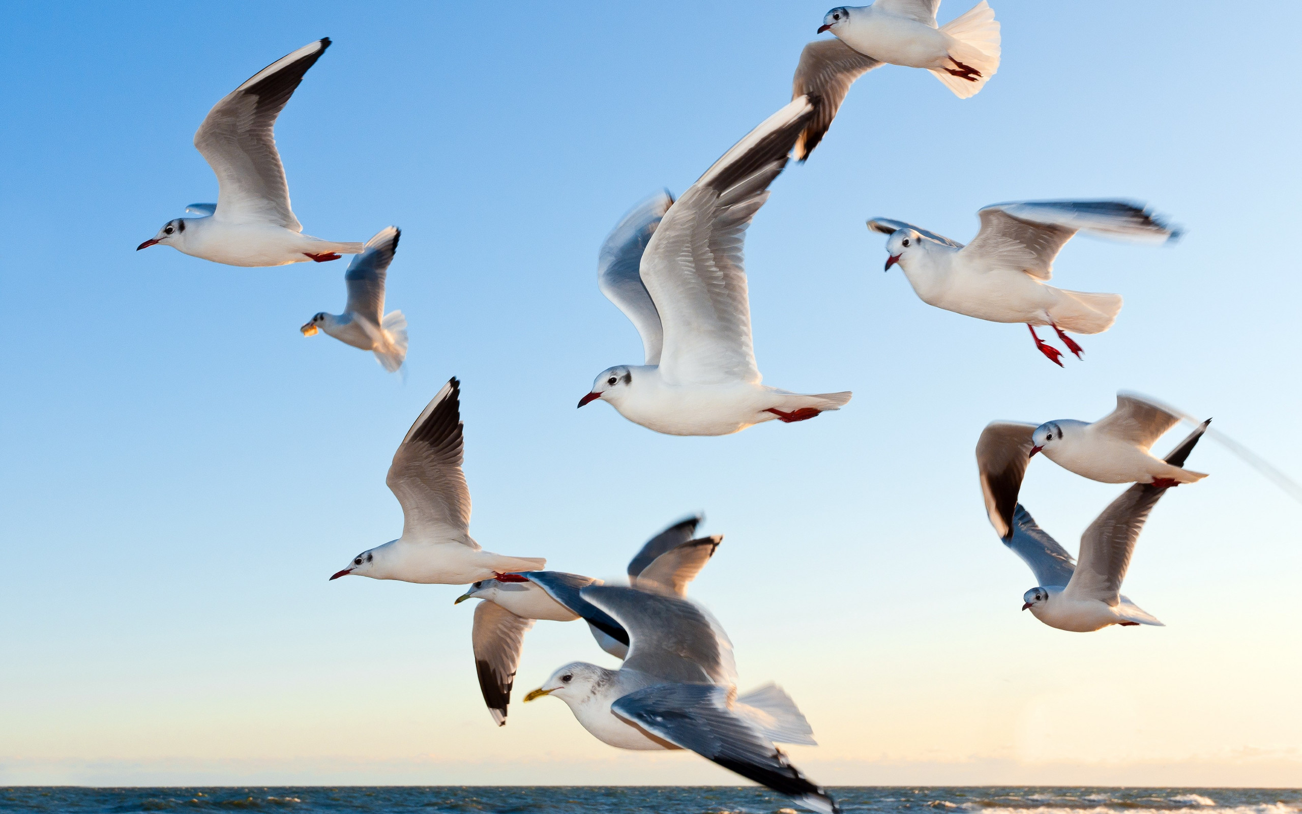 Seagulls wallpaper 2560x1600