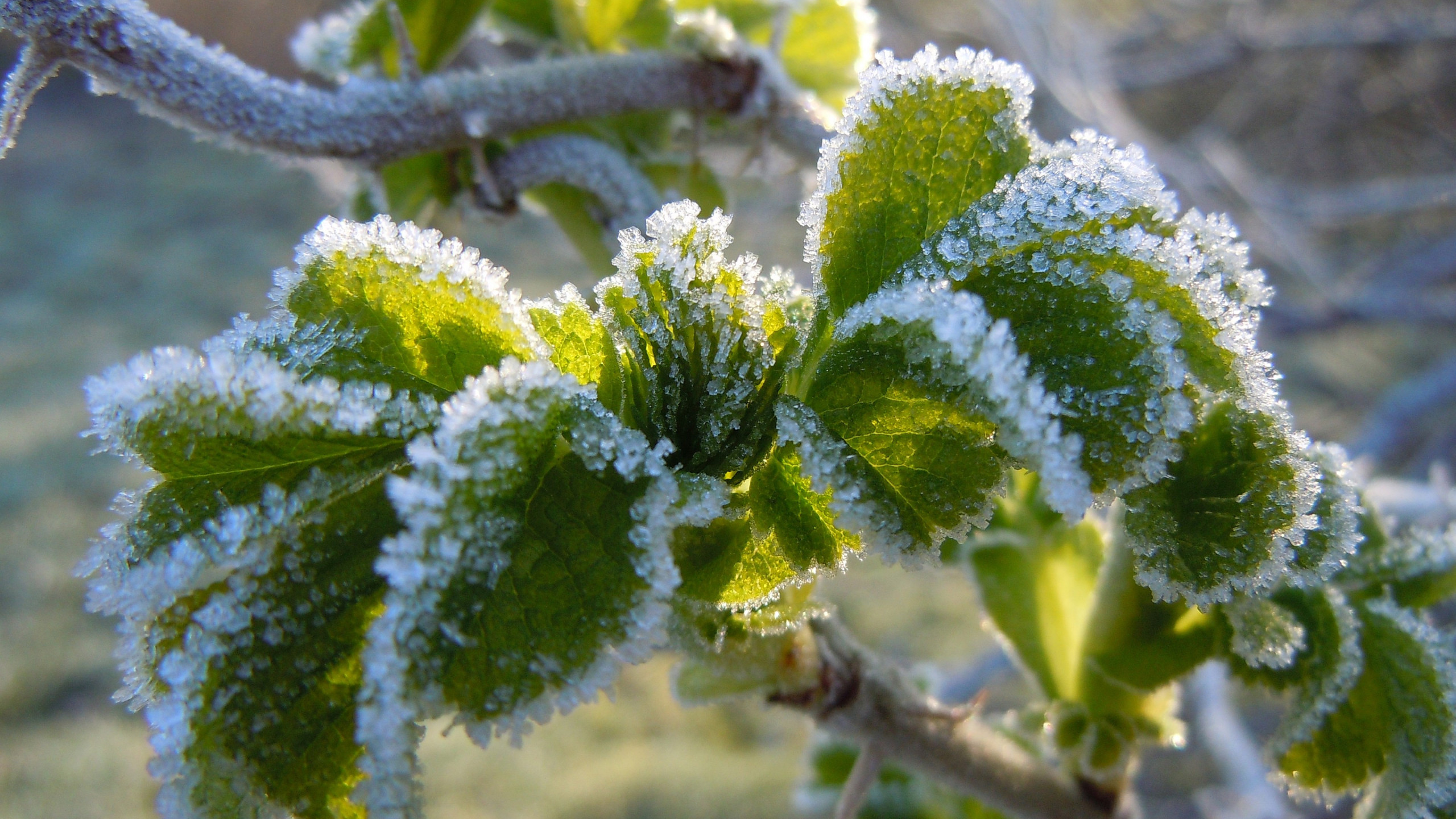 Green frozen leaves wallpaper 2560x1440