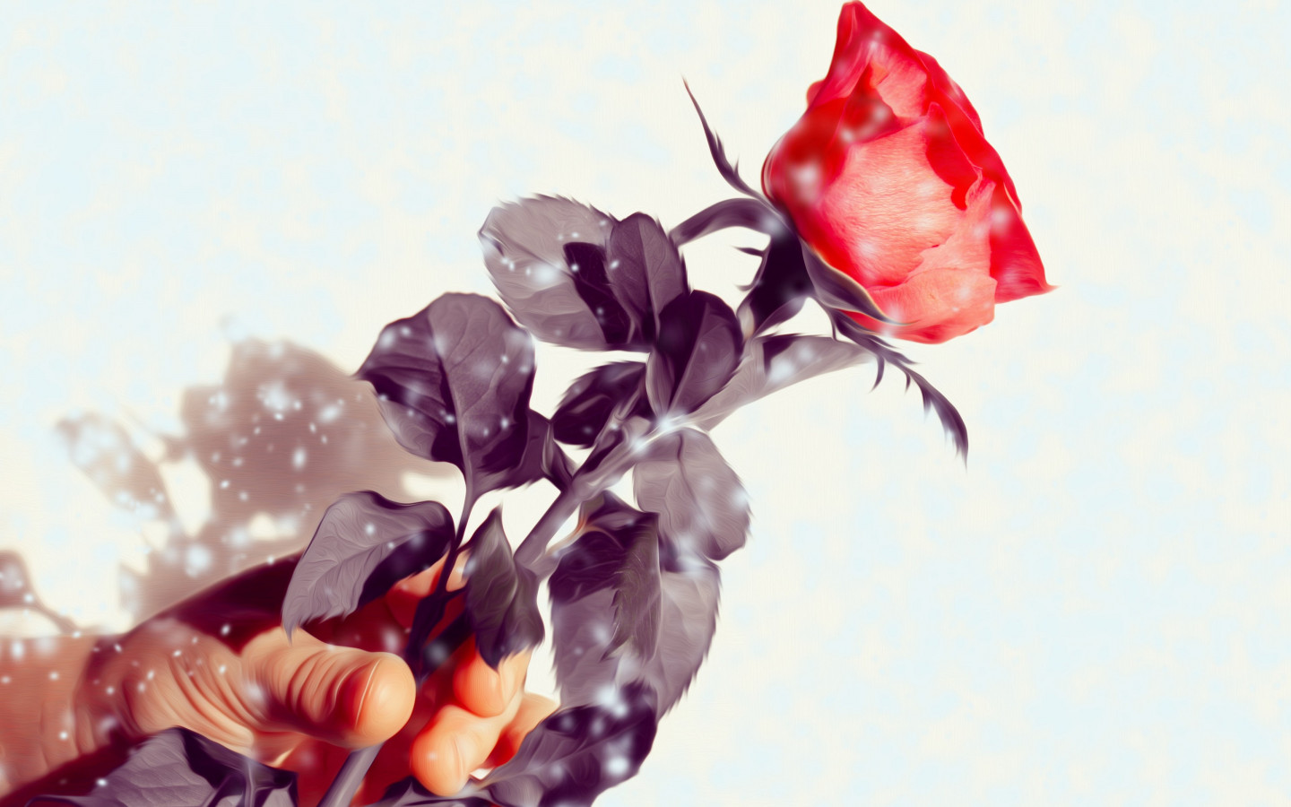 Rose flower wallpaper 1440x900