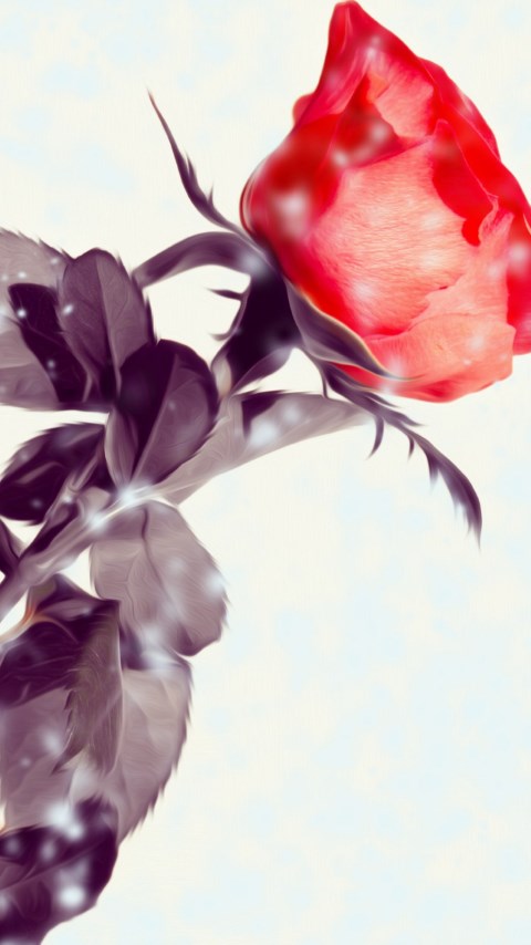 Rose flower wallpaper 480x854
