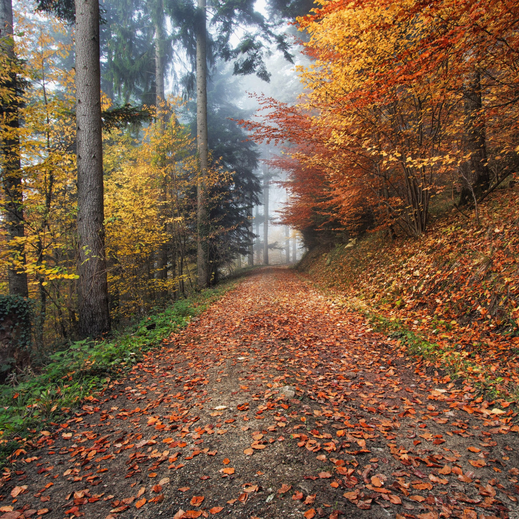How nature looks Autumn in Kirchzarten, Germany wallpaper 1024x1024