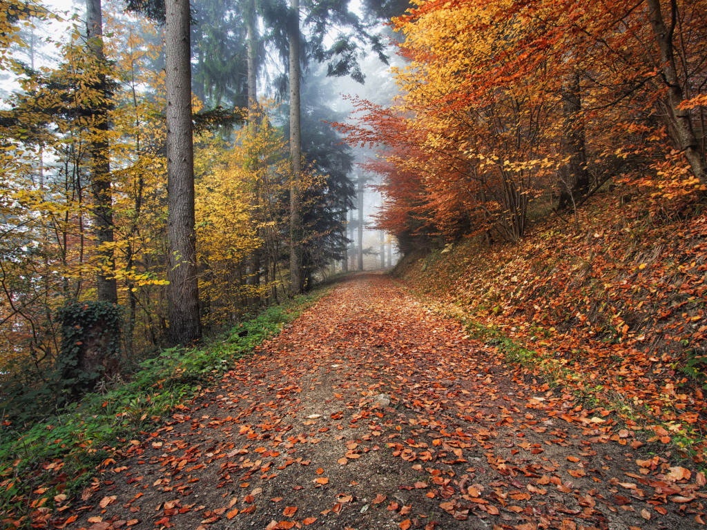 How nature looks Autumn in Kirchzarten, Germany wallpaper 1024x768