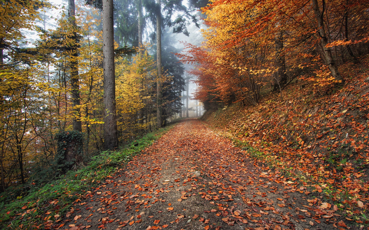 How nature looks Autumn in Kirchzarten, Germany wallpaper 1280x800