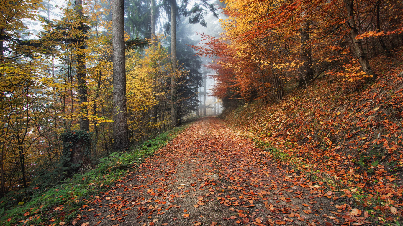 How nature looks Autumn in Kirchzarten, Germany wallpaper 1366x768