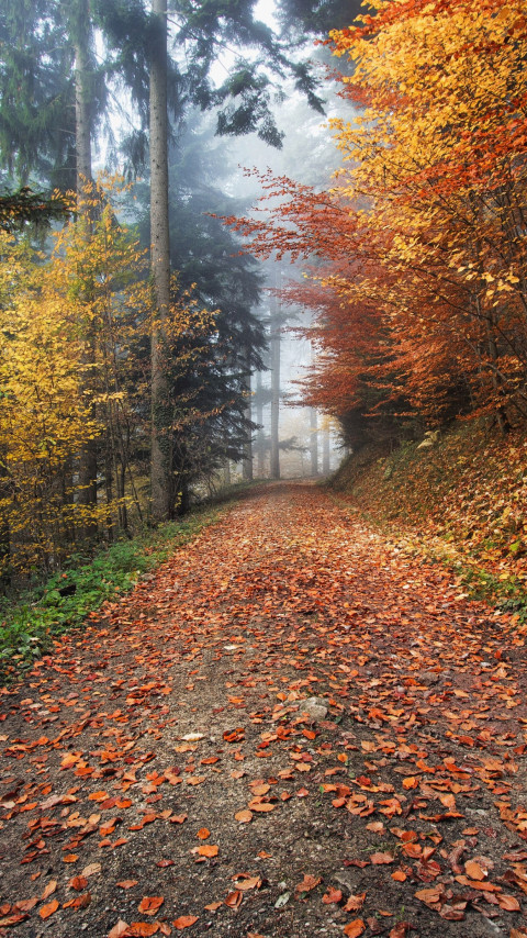 How nature looks Autumn in Kirchzarten, Germany wallpaper 480x854