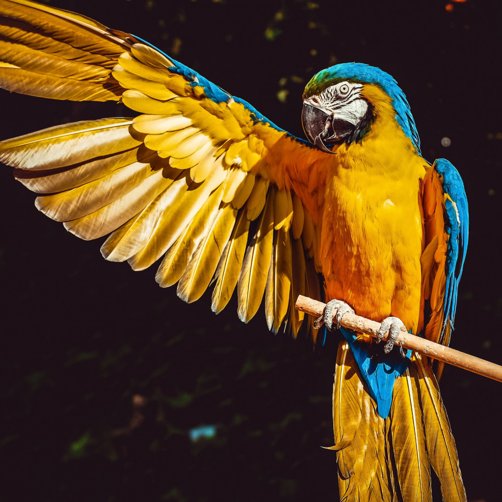 Blue and yellow macaw wallpaper 1024x1024