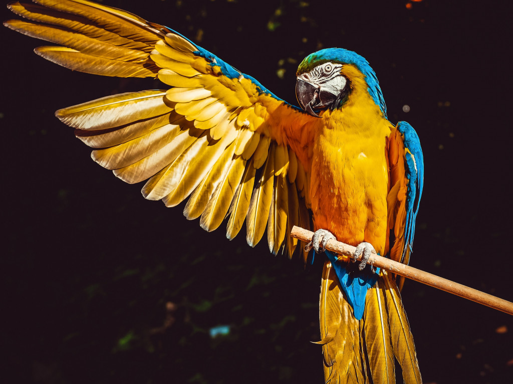 Blue and yellow macaw wallpaper 1024x768