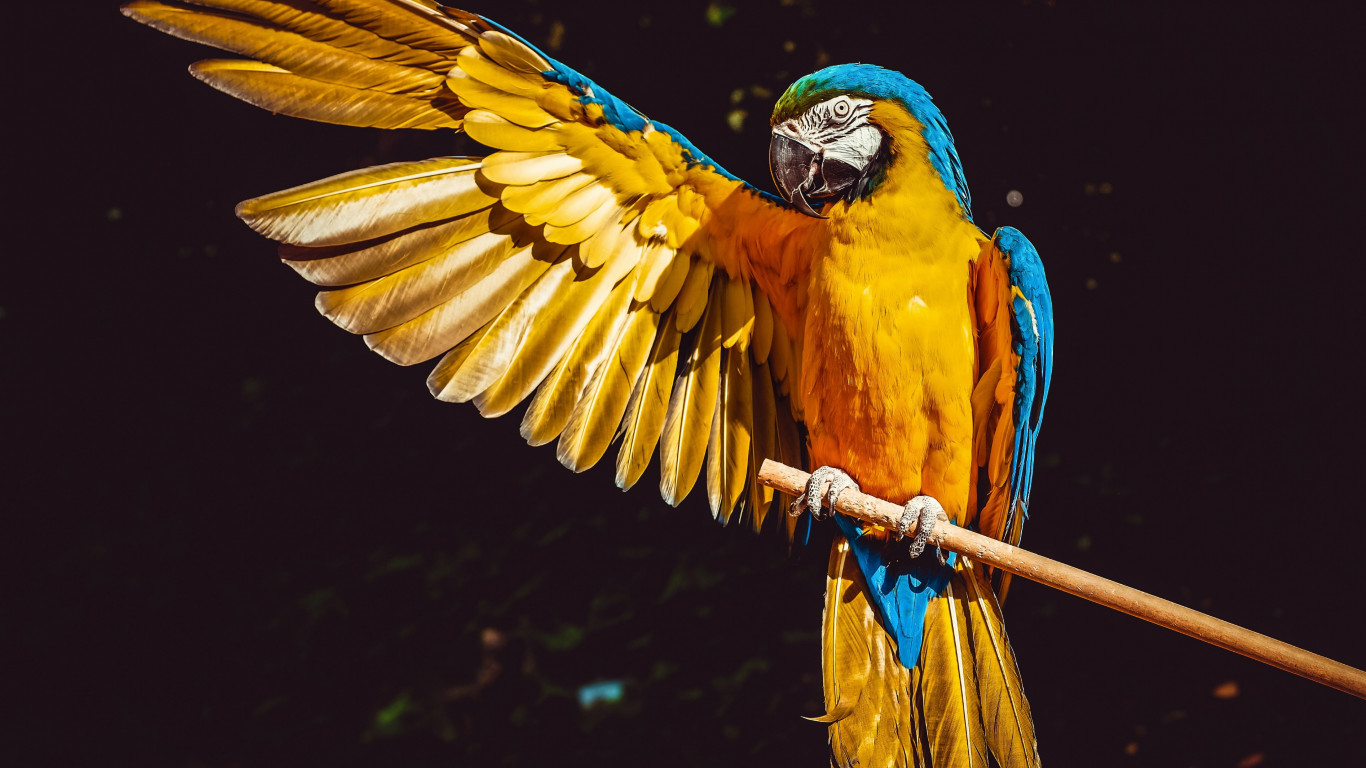 Blue and yellow macaw wallpaper 1366x768