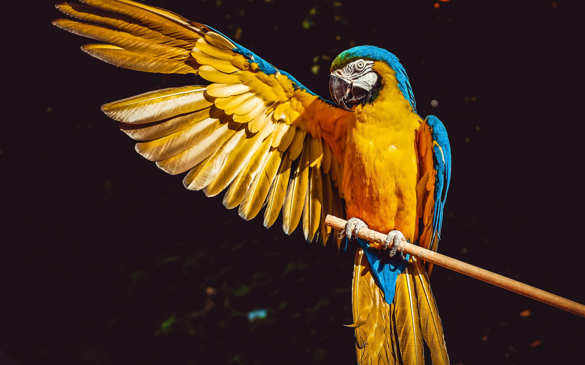 Blue and yellow macaw wallpaper 1920x1200