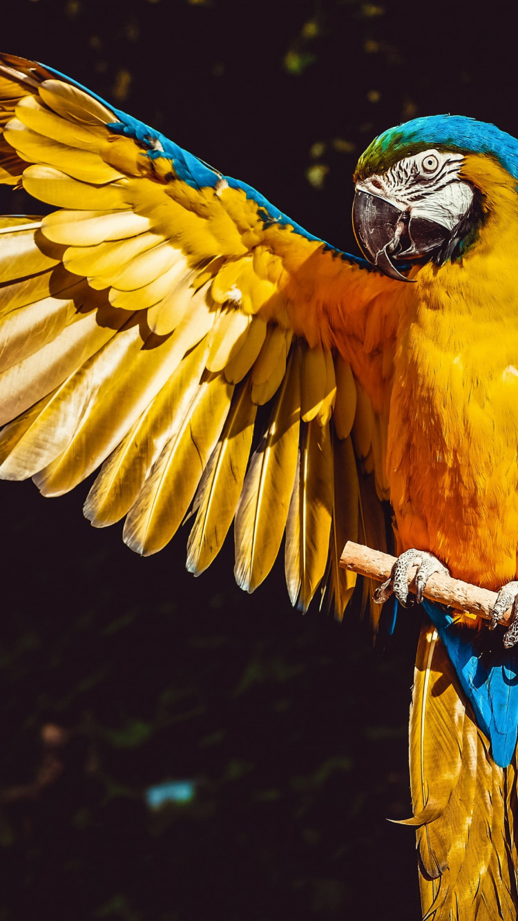Blue and yellow macaw wallpaper 750x1334