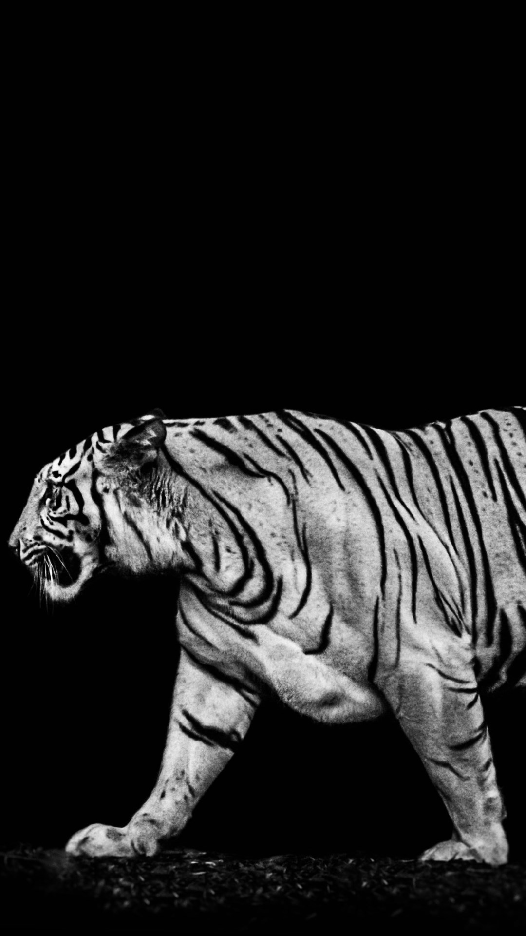 Tiger in the darkness wallpaper 1080x1920