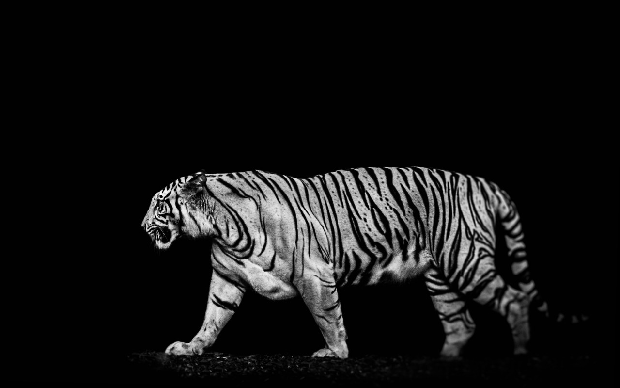 Tiger in the darkness wallpaper 1280x800