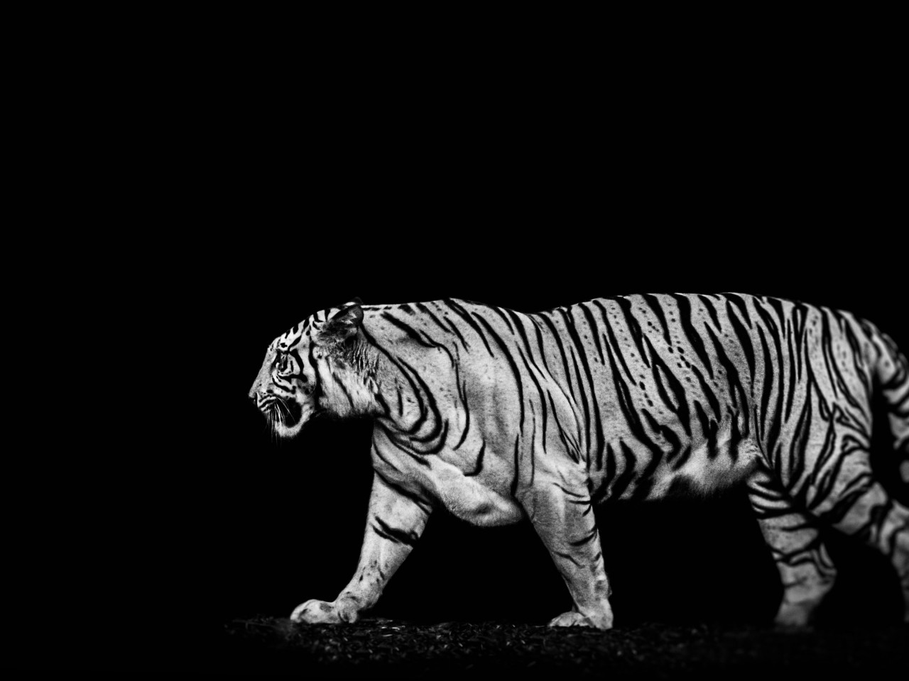 Tiger in the darkness wallpaper 1280x960