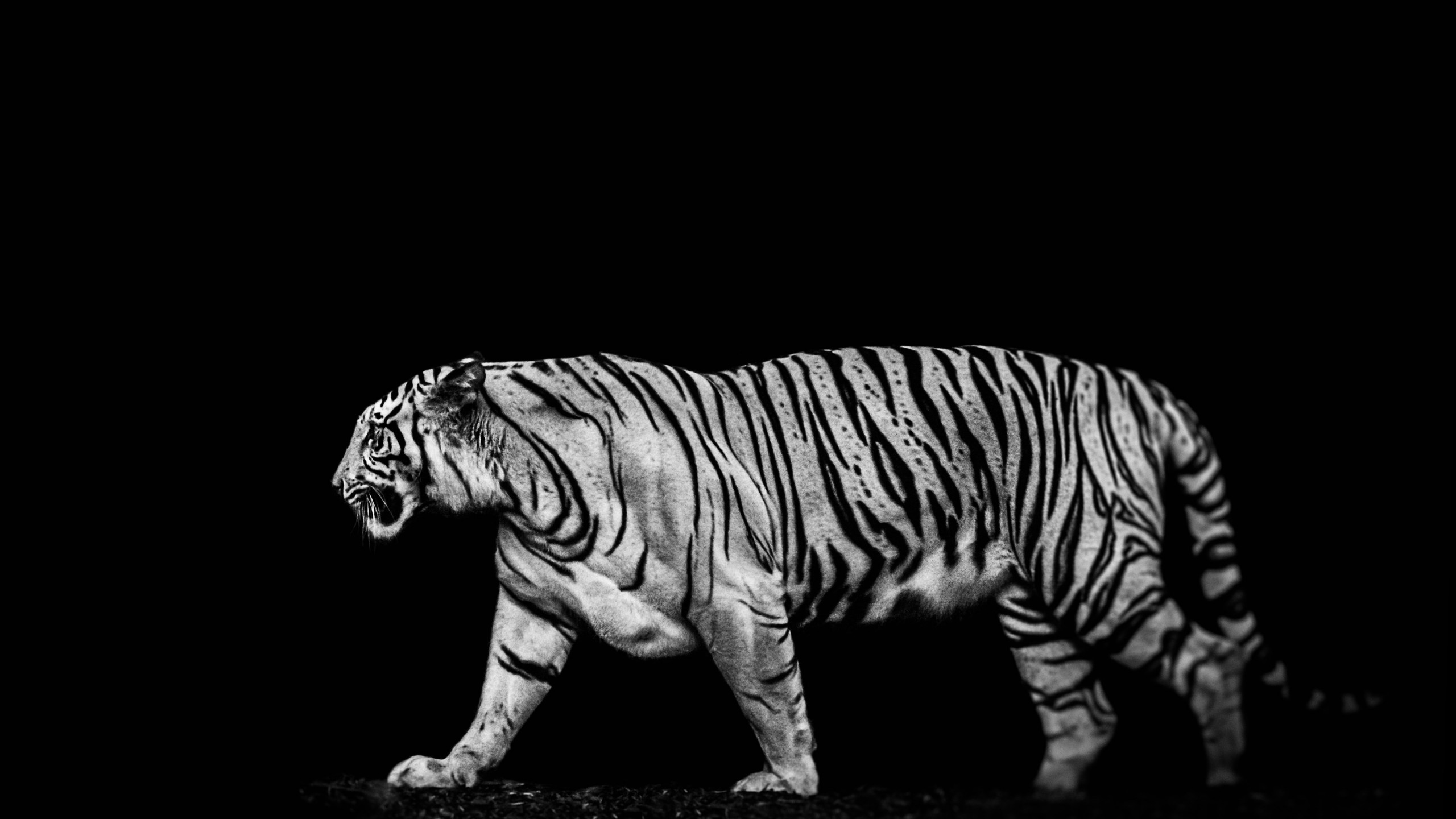 Tiger in the darkness wallpaper 2560x1440
