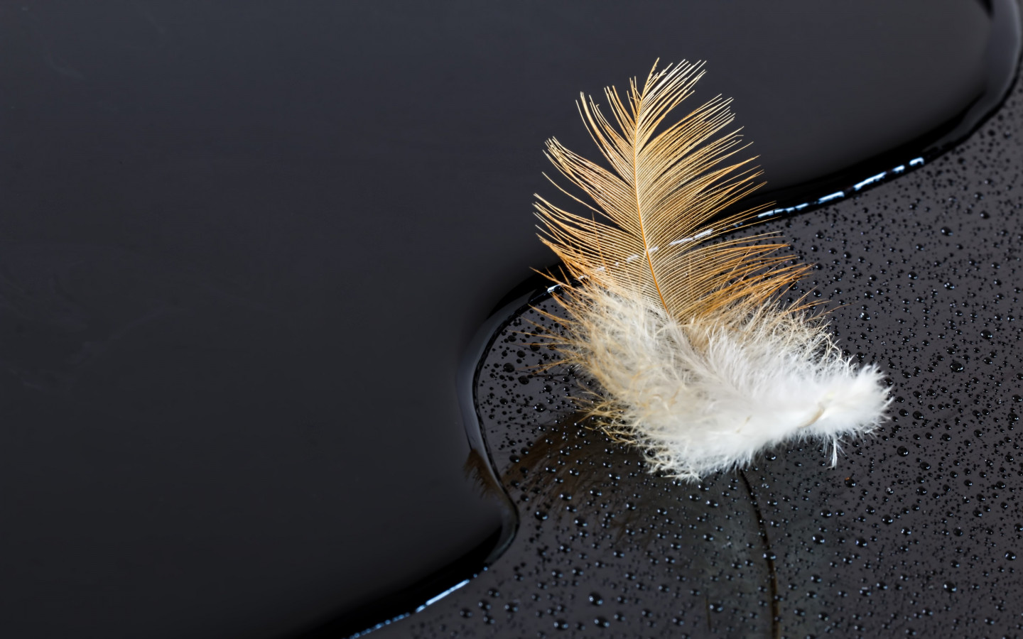 Dark surface with a feather on water wallpaper 1440x900