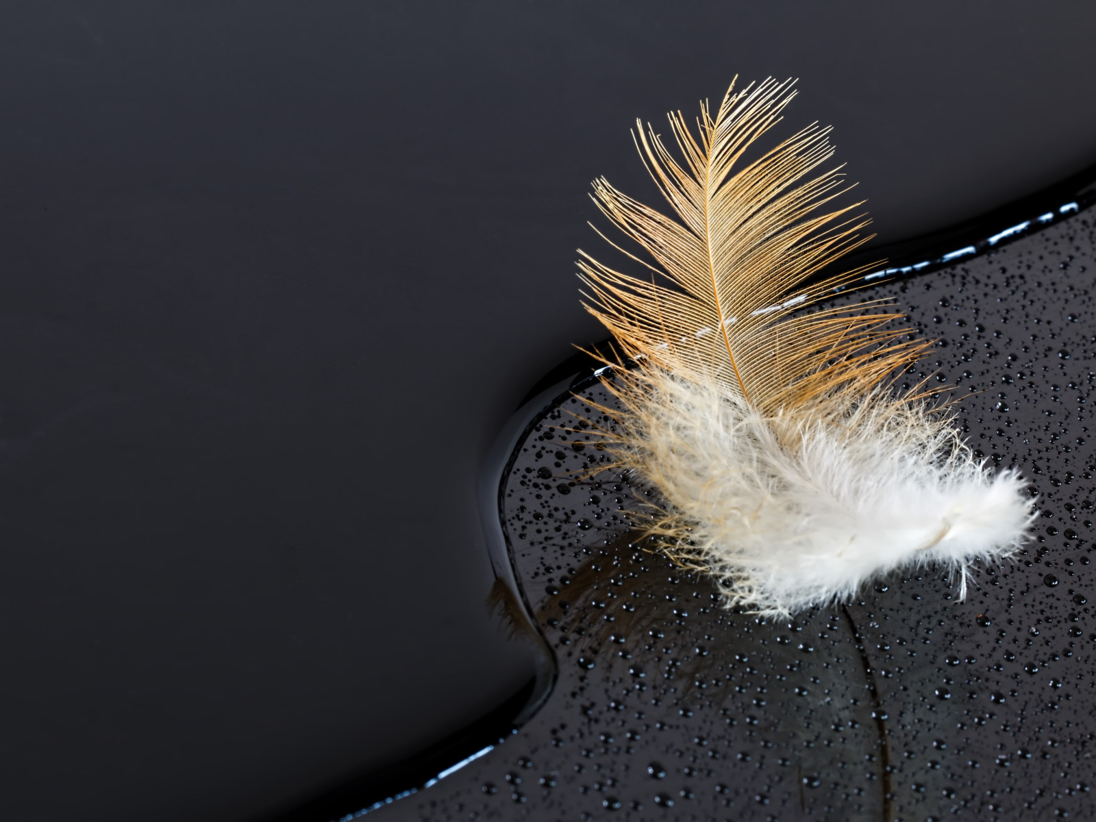 Dark surface with a feather on water wallpaper 1600x1200